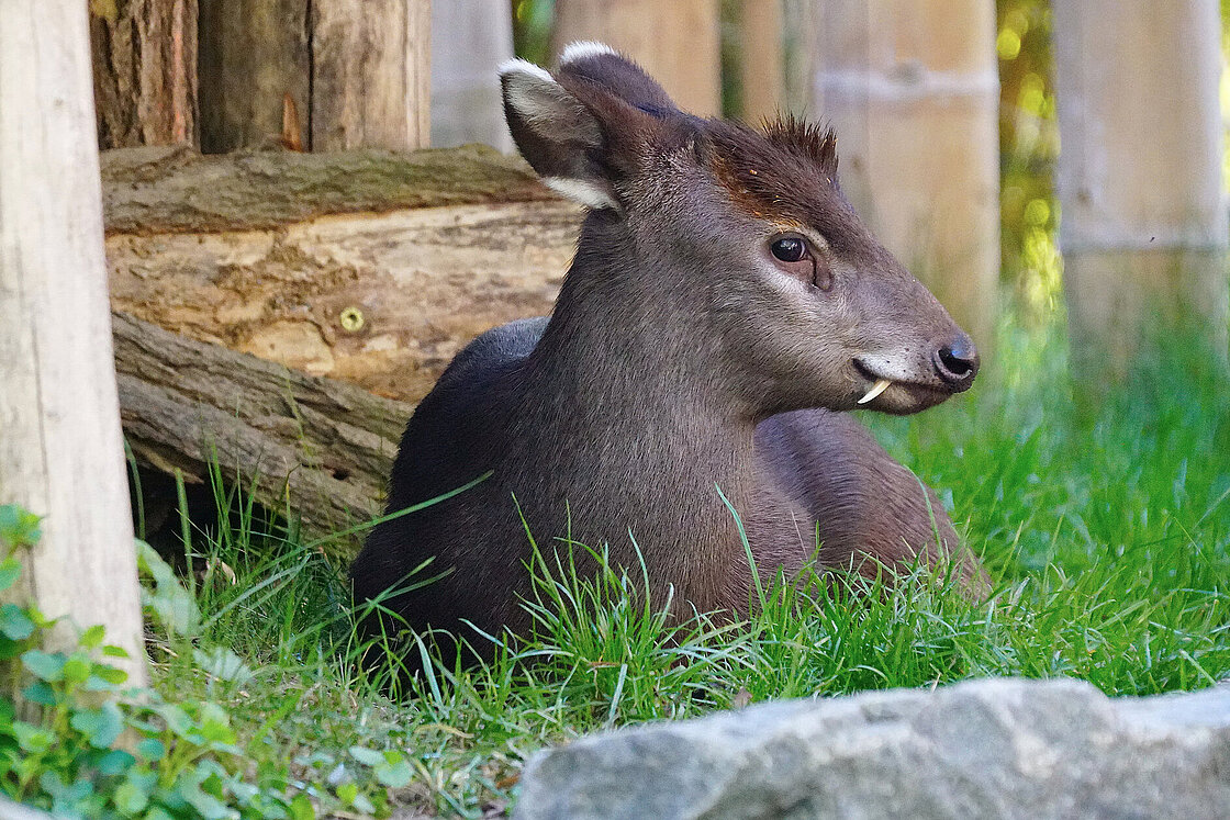 Michie’s Tufted Deers: Meet them at Zoo Leipzig!