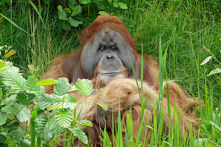 Sumatran orangutan sitting in the grass
