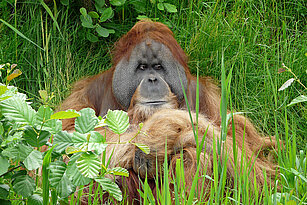  Sumatra-Orang-Utan Männcen sitzt im Gras mit verschränkten Armen und schaut zur Seite