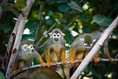 squirrel monkey island