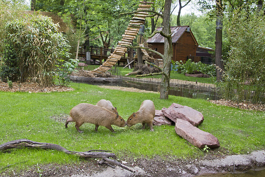 Capybaras in Südamerika