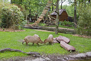 Capybaras in Südamerika