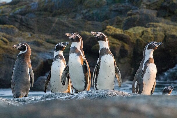 Eine Gruppe Humboldtpinguine an der chilenischen Küste.