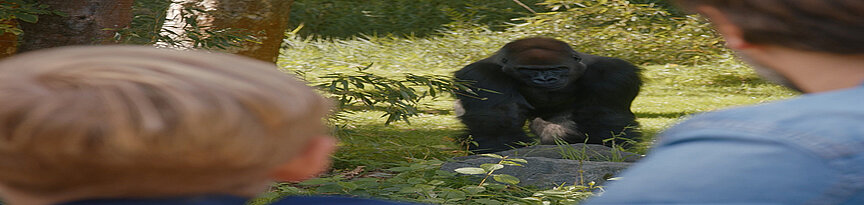 Vater und Sohn beobachten einen Gorilla