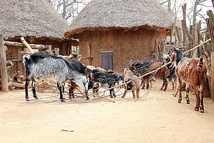 Mehrere Damaraziegen sarunter einige Jungtiere stehen vor Afrikanischen Rundhütten in einem Kraldorf und fressen Baumrinde