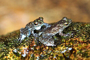 Zwei Winkerfrösche sitzen nahe beieinander auf einem feuchten Stein. Einer der beiden zeigt seine aufgeblasene weiße Schallblase unter dem Maul.