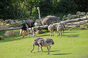 zwo ostrich and their youngs