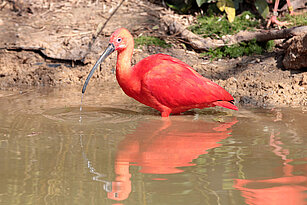 Scarlet ibis in the water