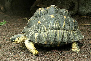 Strahlenschildkröte von der Seite