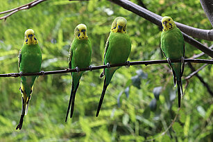 Budgerigars sitting in the trees