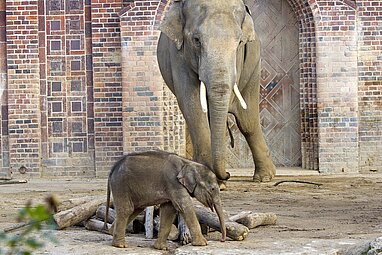 Elefantenbulle Voi Nam mit seinem Sohn