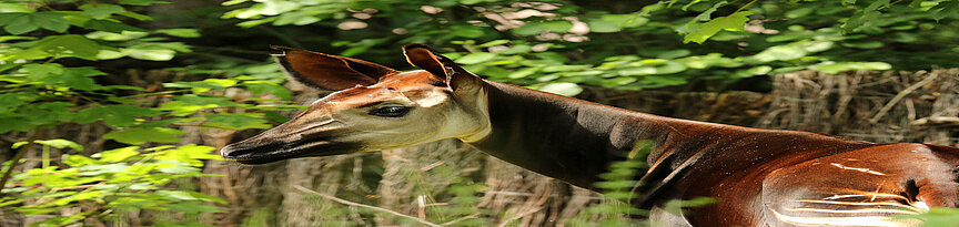 Okapi läuft über die Außenanlage und schaut nach hinten