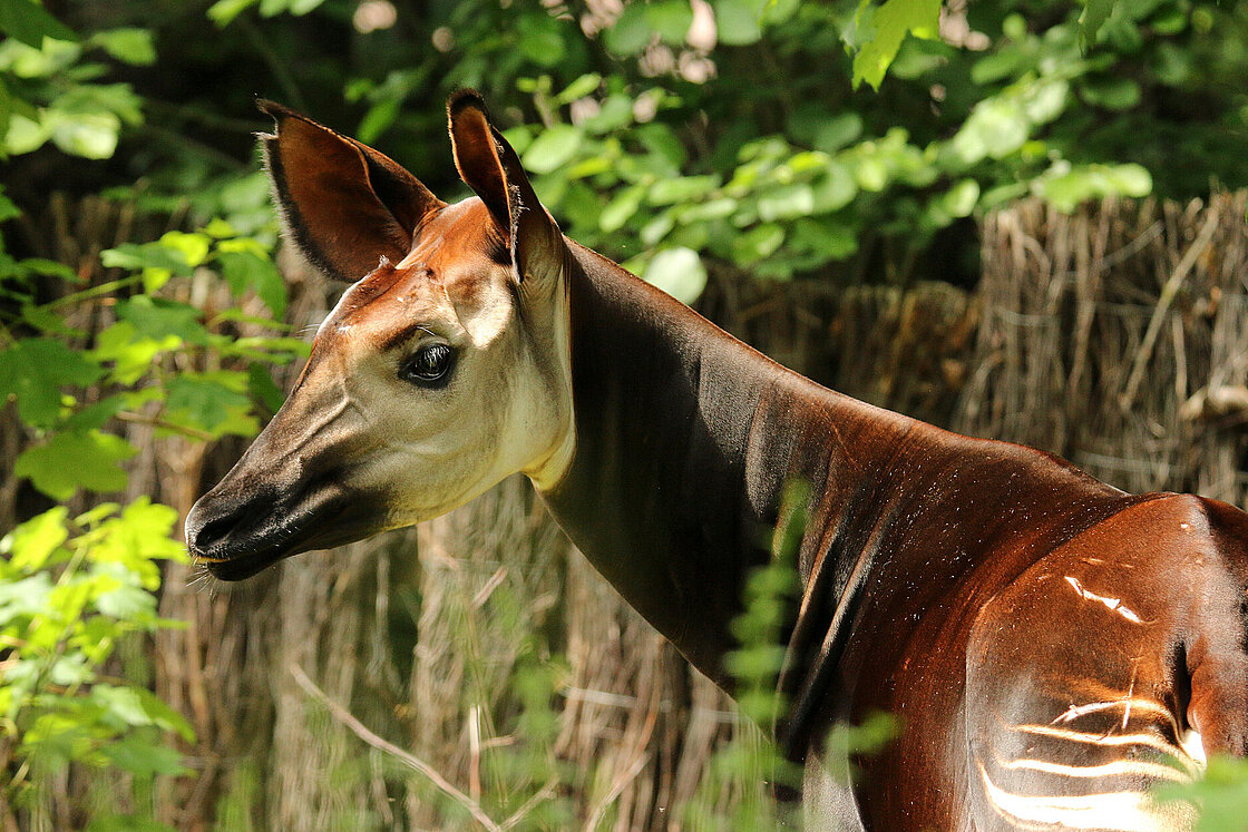 Okapis: Meet them at Zoo Leipzig!