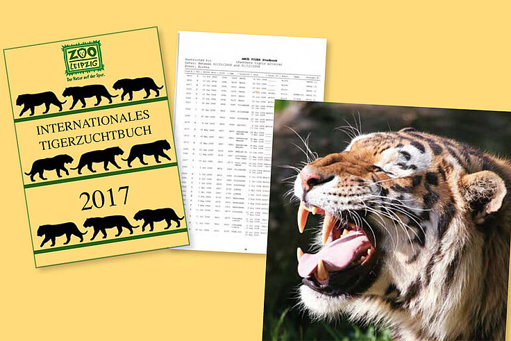 Cover und eine Inhaltsseite des Internationalen Tigerzuchtbuches und ein Tigerfoto