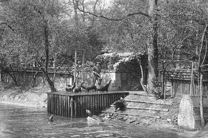 Sea lion enclosure in the river Pleiße (1910), old feeding pulpit