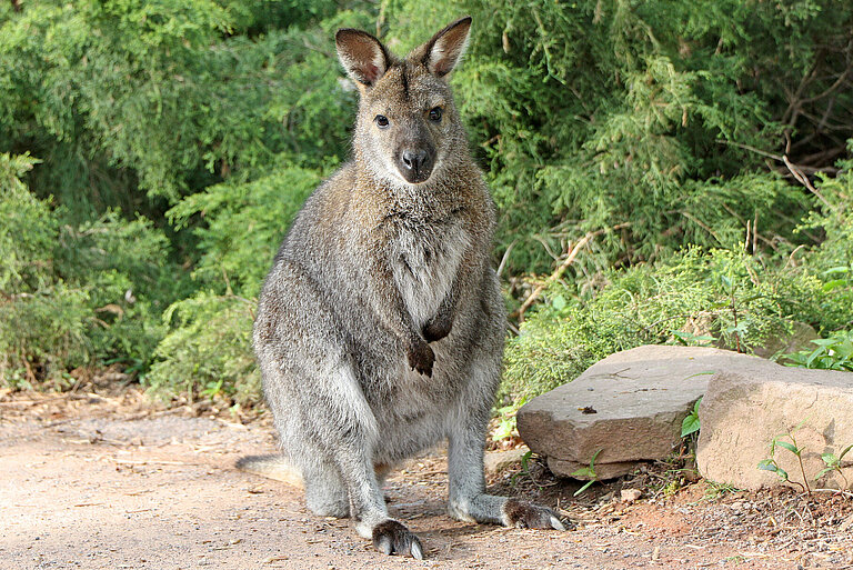 Red-necked wallaby 