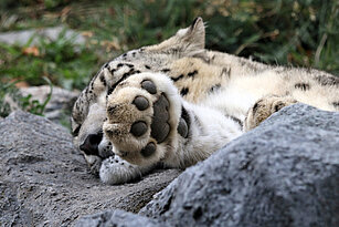 Schneeleopard schläft auf einem Felsen, die Pfote ist vor dem Kopf