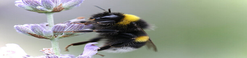 Dunkle Erdhummel