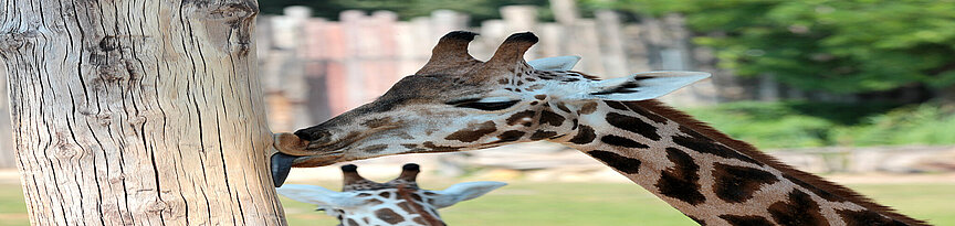 Baringo giraffe licking on a tree