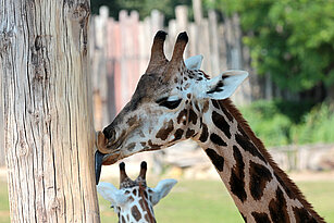 Baringo giraffe licking on a tree