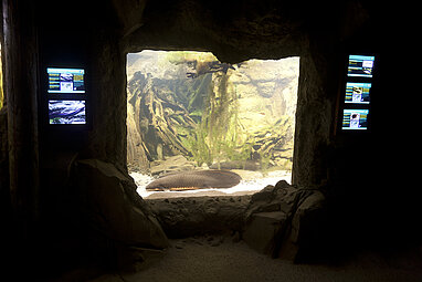 Lungenfisch im Aquarium im Vulkanstollen in Gondwanaland
