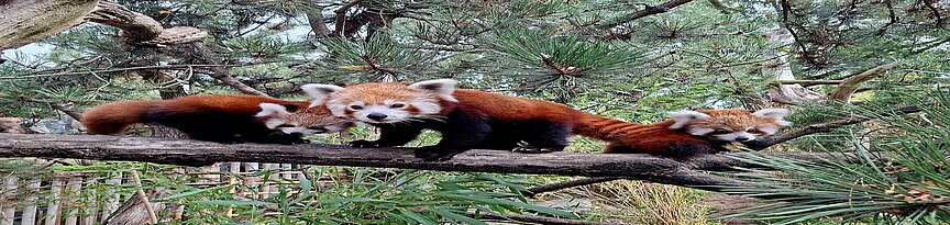 Rote Pandas im Himalaya