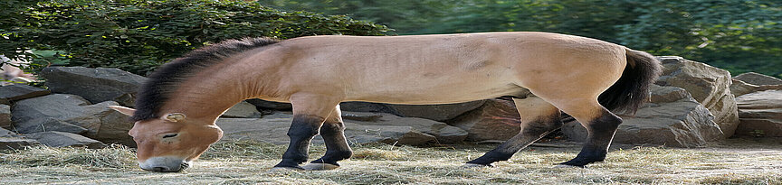 Przewalski’s wild horse from the side eating hay