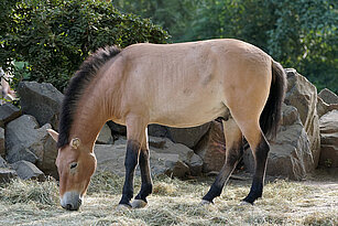 Przewalski’s wild horse from the side eating hay