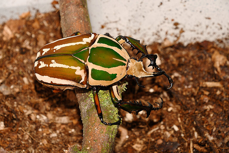 Uganda Rosenkäfer im Gondwanaland