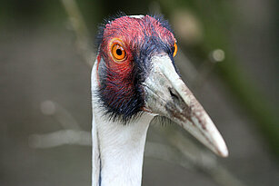White-naped crane's head 