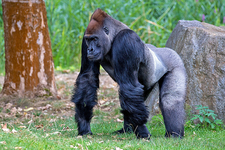 Western lowland gorilla male