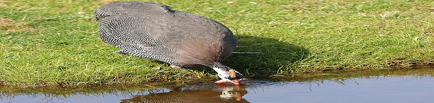 Drinking Helmeted guineafowl 