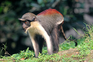 Diana monkey 