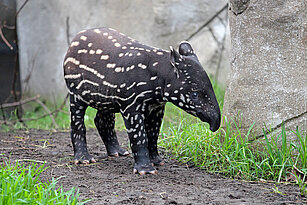 Malayan tapir young