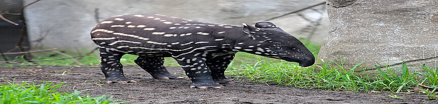 Malayan tapir young