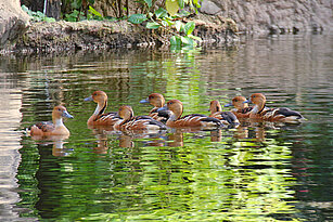 Fulvous whistling ducks swimming