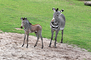 Grevy-Zebra und ihr Jungtier stehen auf der Kiwara-Savanne