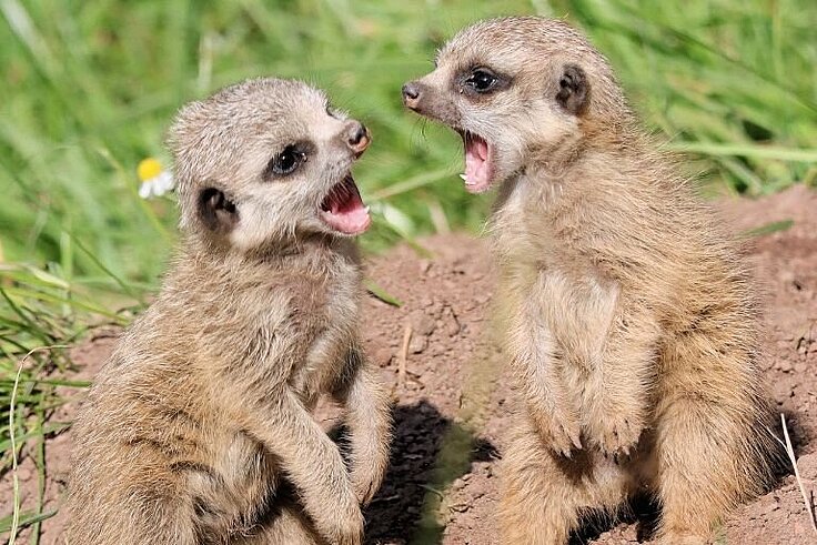 zwei Erdmännchen mit weit geöffneten Mäulern