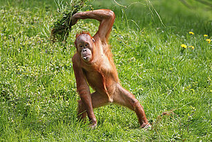  Sumatra-Orang-Utan steht aufrecht und hält einen Büschel Gras über seinem Kopf