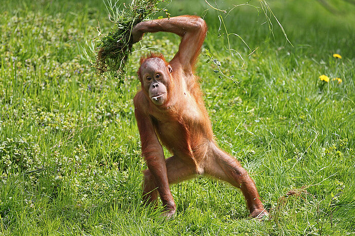  Sumatra-Orang-Utan steht aufrecht und hält einen Büschel Gras über seinem Kopf