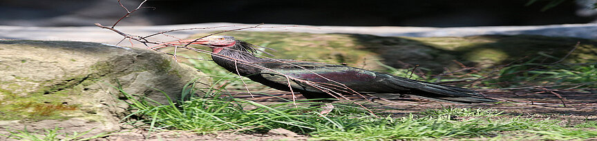 Hermit ibis 