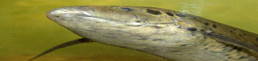 West African lungfish 