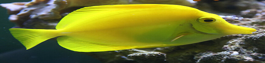 Gelber Segelflossen-Doktorfisch im Aquarium