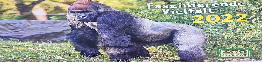 Titelbild Zookalender 2021 mit Gorilla