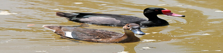 Eine weibliche und eine männliche Peposakaente schwimmen auf dem Wasser