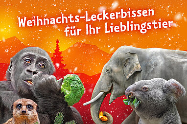 Weiihnachtsleckerbissen für Ihr Lieblingstier: Gorilla, Erdmännchen, Elefant und Koala