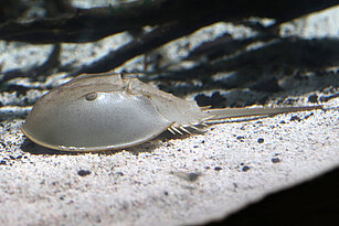 Coastal horseshoe crab 