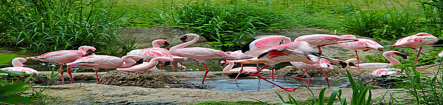 Lesser flamingos standing in the water 