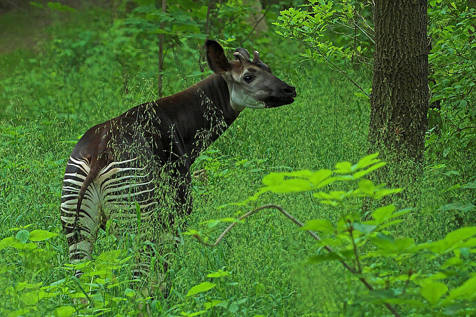 Okapis are given a new home.