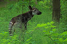 Okapi beim Fressen im Okapiwald